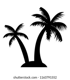 
Fruit bearing coconut tree
