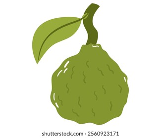 Fruit Bergamot orange in cartoon hand drawn simple style. Editable variable color