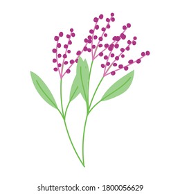 Obstbeeren-Äste Blätter botanischer, isolierter weißer Hintergrund Vektorgrafik