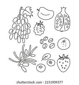 fruit and berries doodle  vector illustration set