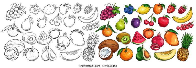 Fruit and berries drawn icons vector set. Illustration of colored and monochrome fruits for design farm product, market label vegetarian shop.