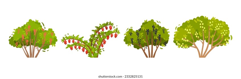 Fruit and Berry Bush with Green Crown and Trunk Vector Set