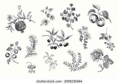 Fruit, berry and flowers. Set. Vector vintage illustration. Black and white 