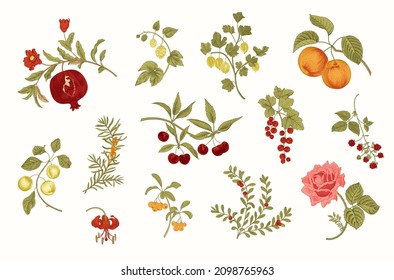 Fruit, berry and flowers. Set. Vector vintage illustration. 