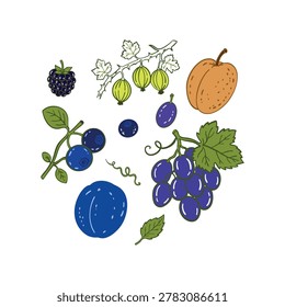 Fruit and berry set with plum apricot grapes gooseberry blueberry and blackberry hand drawn doodle illustration