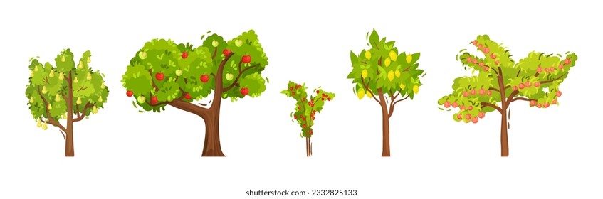 Fruit and Berry Tree and Bush with Green Crown and Trunk Vector Set