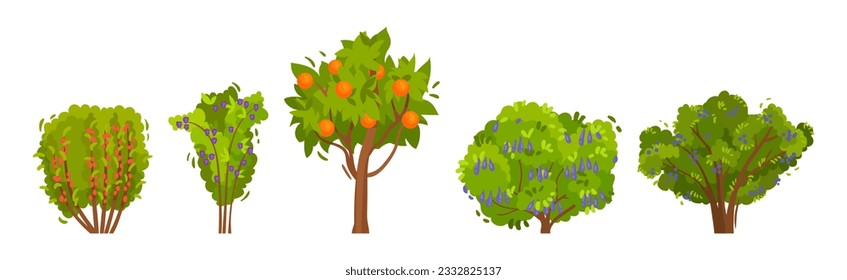 Fruit and Berry Tree and Bush with Green Crown and Trunk Vector Set