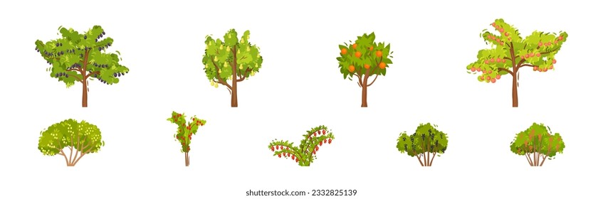 Fruit and Berry Tree and Bush with Green Crown and Trunk Vector Set