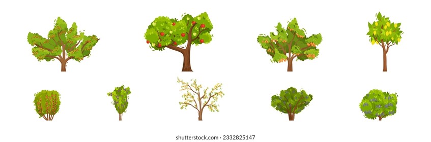 Fruit and Berry Tree and Bush with Green Crown and Trunk Vector Set