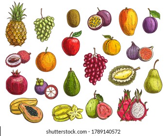 Fruit and berry vector sketches with isolated exotic and garden food. Mango, papaya, grapes and apple, orange, pear, plum and durian, peach, fig, kiwi and avocado, carambola, feijoa and mangosteen