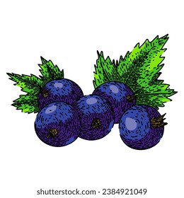 rastrado a mano con una grosella negra. dulce maduro, hoja de comida, boceto vectorial de frutas verdes grupales. ilustración de color aislado