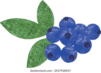 Fruit blueberry, realistic vector illustration.