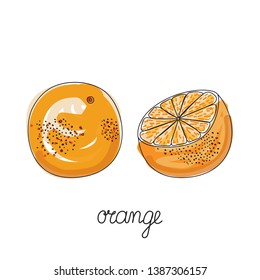 Fruit cartoon, watercolor hand drawn. Coloring Fruits. Orange doodle icon isolated on white background.Сitrus fruit sketch vector. Primitive grunge modern line art. Sliced orange, grapefruit, mandarin