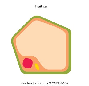 Celda de la fruta: Una Grande vacuola llena de savia ocupa la mayor parte de la celda, ayudando a la fruta a retener agua y dándole una textura jugosa y carnosa.