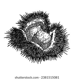 fruit chestnut hand drawn. chestnut food, season nut, shell raw fruit chestnut vector sketch. isolated black illustration