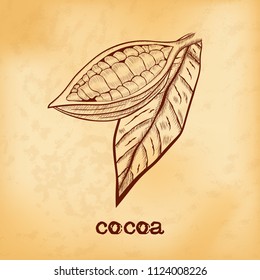 Fruit chocolate tree in a cut with cocoa beans and leaf - Theobroma cacao - on aged yellowed background. Hand drawn sketch in vintage engraving style. Botanical vector illustration