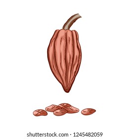 Fruit of chocolate tree - Theobroma cacao - isolated on white background. Hand drawn color sketch in vintage engraving style. Botanical vector illustration