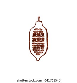 Fruit of cocoa, chocolate, vector image, drawing by hand