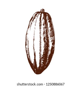  fruit of the cocoa tree hand drawing vector