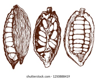 the fruit of the cocoa tree , set ,hand drawing vector