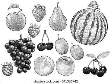 Fruit collection illustration, drawing, engraving, ink, line art, vector
