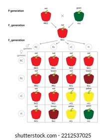 Fruit Color Genetics of Bell Pepper (Capsicum annuum). Interaction between genes at two loci determines a single characteristic.