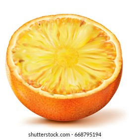 Fruit composition Citrus with Pineapple. Vector illustration