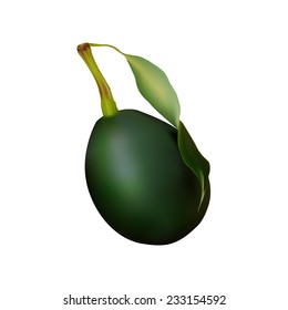 fruit culture avocado. Large green fruit with stalk and leaves on white background