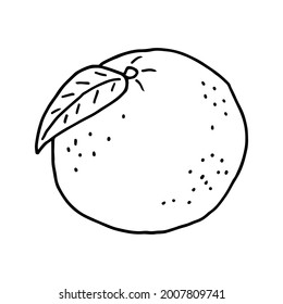Naranja de doodle de fruta. Cocina fresca, saludable y tropical. Ilustración dibujada a mano. 