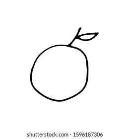 Fruit in doodle style on isolated white background.  Hand drawn  apple. Coloring book for kids and adults. Summer berry.  Stock vector illustration. 
