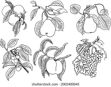 Fruit is drawn with a black line on a white background. Vector
