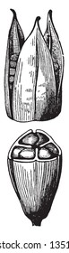 El fruto es una cápsula seca de 4 a 7 centímetros (1,6-2,8 pulgadas) de largo, que contiene numerosas semillas marrones pálidas, dibujos de líneas de vintage o ilustración de grabado.