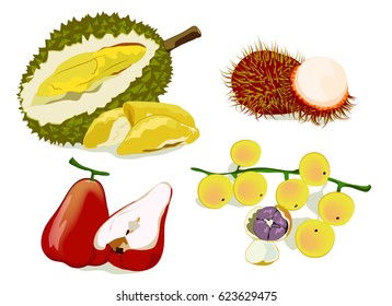fruit Du rian