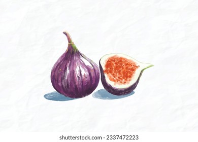 fruit fig watercolor illustration vector