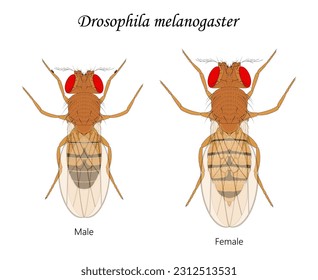 Fruit flies (Drosophila melanogaster), male and female.