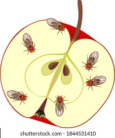 Moscas de fruta (Drosophila melanogaster) sobre manzana roja aisladas en fondo blanco