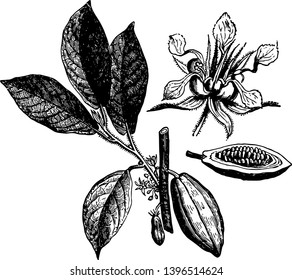 Fruit, flower, and leaves of the cacao tree, vintage line drawing or engraving illustration.