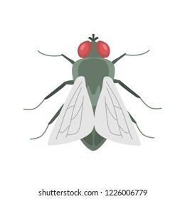 Fruit fly color vector icon. Flat design