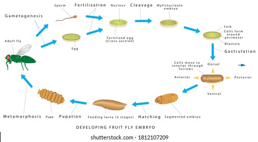 Embryogenesis svg