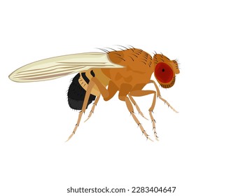 Fruit fly or Drosophila melanogaster on white background.