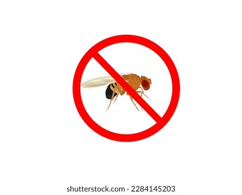 Fruit fly or Drosophila melanogaster on white background.