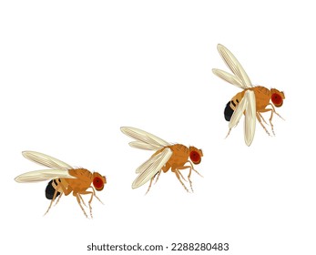 Fruit fly or Drosophila melanogaster on white background.