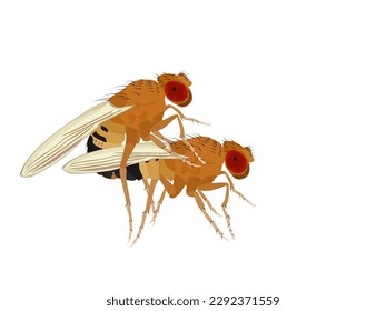 Fruit fly or Drosophila melanogaster on white background.