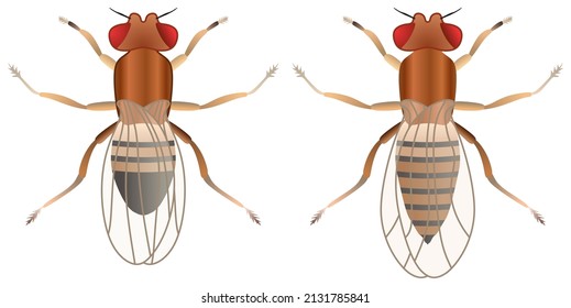 mosca de la fruta macho vectorial hembra dibujo de un objeto de fondo blanco aislado símbolo logotipo caricatura ojos rojos ilustración de arte abstracto insecto artrópodo animal control de plagas transmitir enfermedad