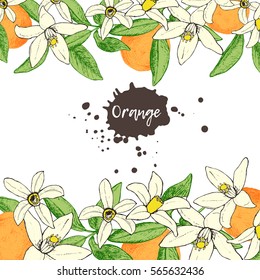 Fruit frame with isolated hand drawn oranges and flowers in sketch style. Design for invitation, wedding or greeting cards. Vector illustration
