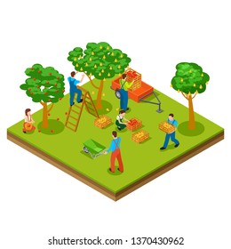 Fruit Garden, Harvesting, Gardening Isometric Vector Concept