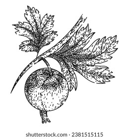 fruit gooseberry hand drawn. healthy berry, ripe green, natural organic fruit gooseberry vector sketch. isolated black illustration