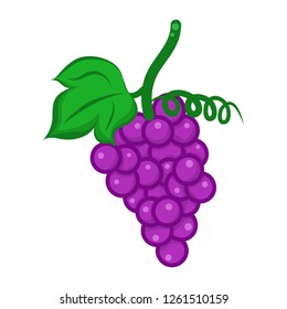 fruit Grape isolated illustration on white background