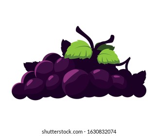 fruit grapes with branch on white background vector illustration design