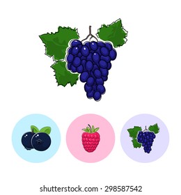 Fruit Grapes   on White Background , Set of Three Round Colorful Icons  Blueberries, Raspberries and Grapes, Vector Illustration